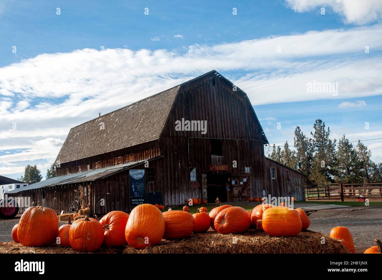 Cosecha de otoño de las calabazas en el centro de Oregón Foto de stock