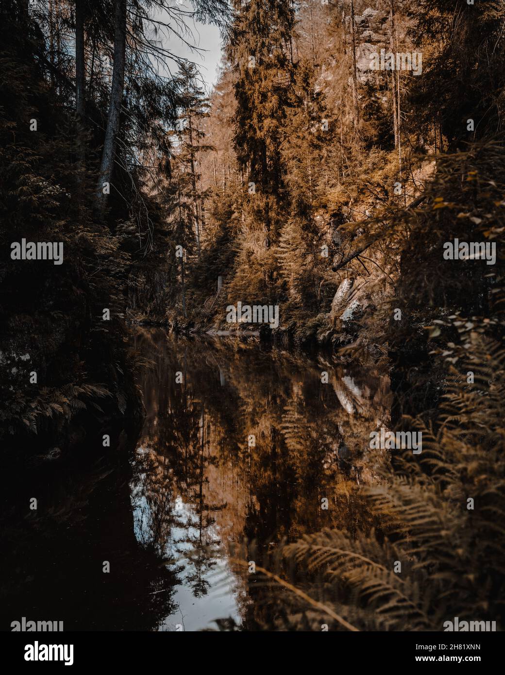 Tiro vertical de un río en un bosque de coníferas en otoño Foto de stock