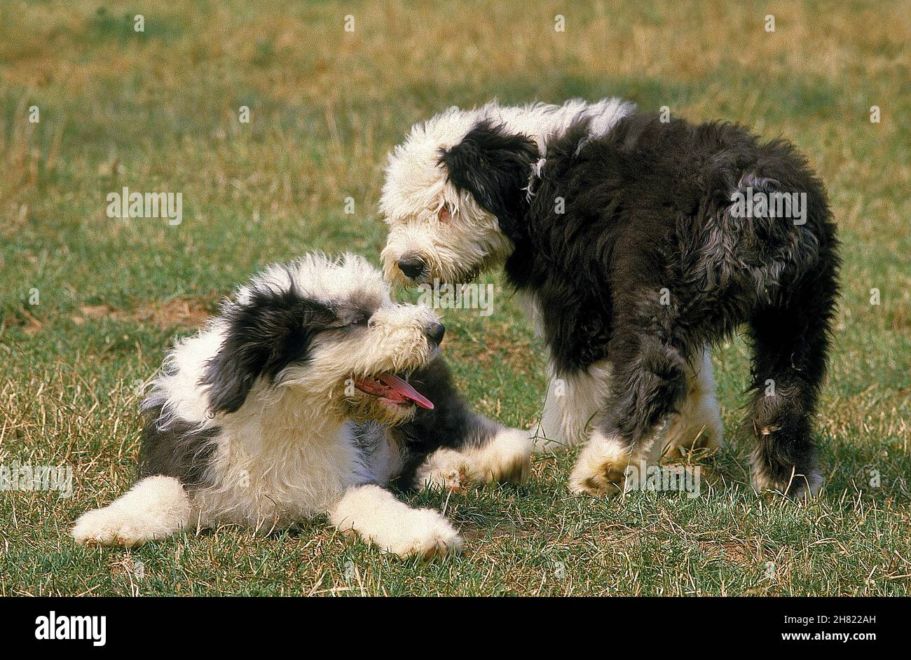 Bobtail Dog Running Perro Viejo Pastor Stock Photo 1162958359