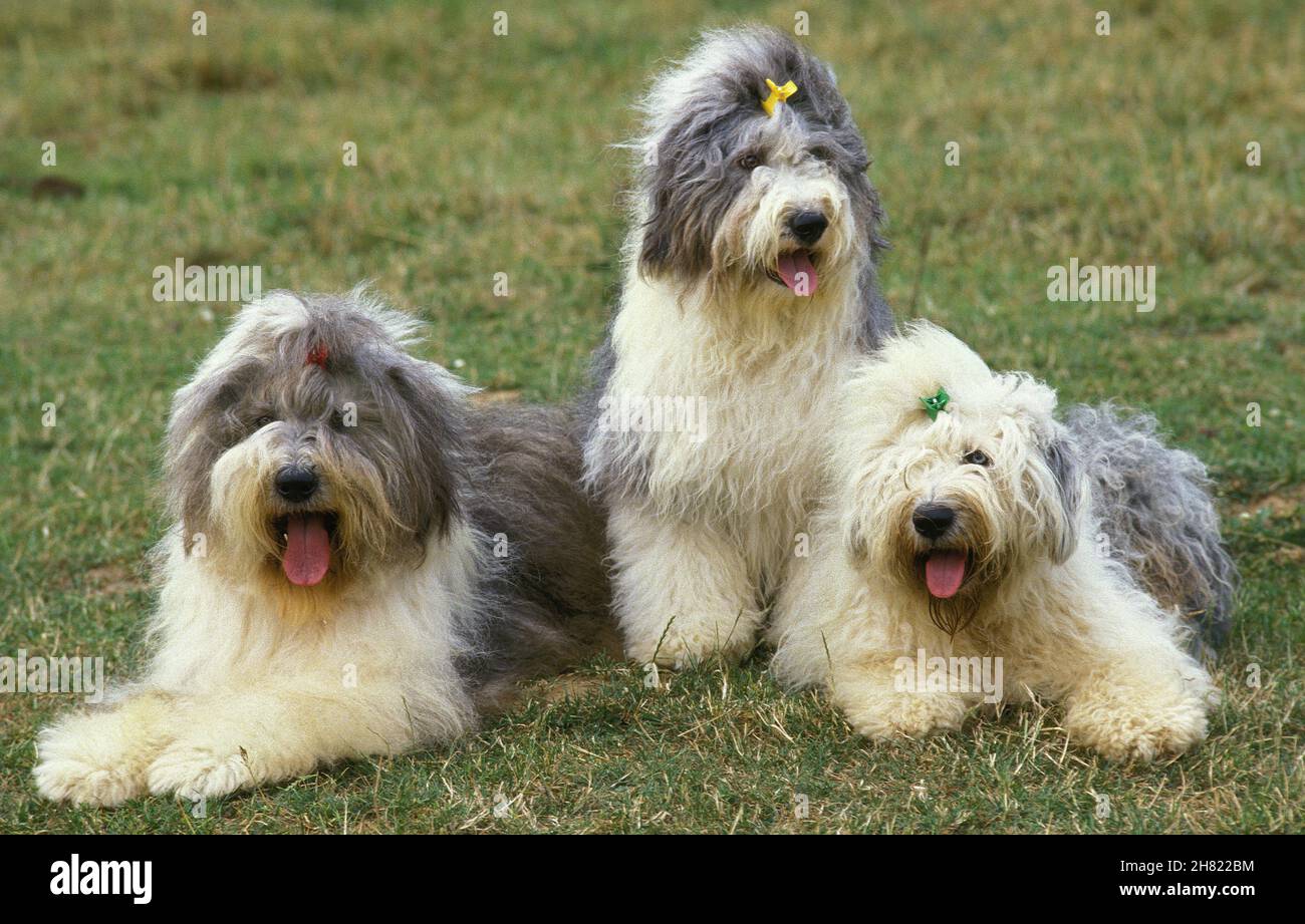 Caring for an Old English Sheepdog  Antiguo perro pastor inglés, Perro pastor  inglés viejo, Collie barbudo