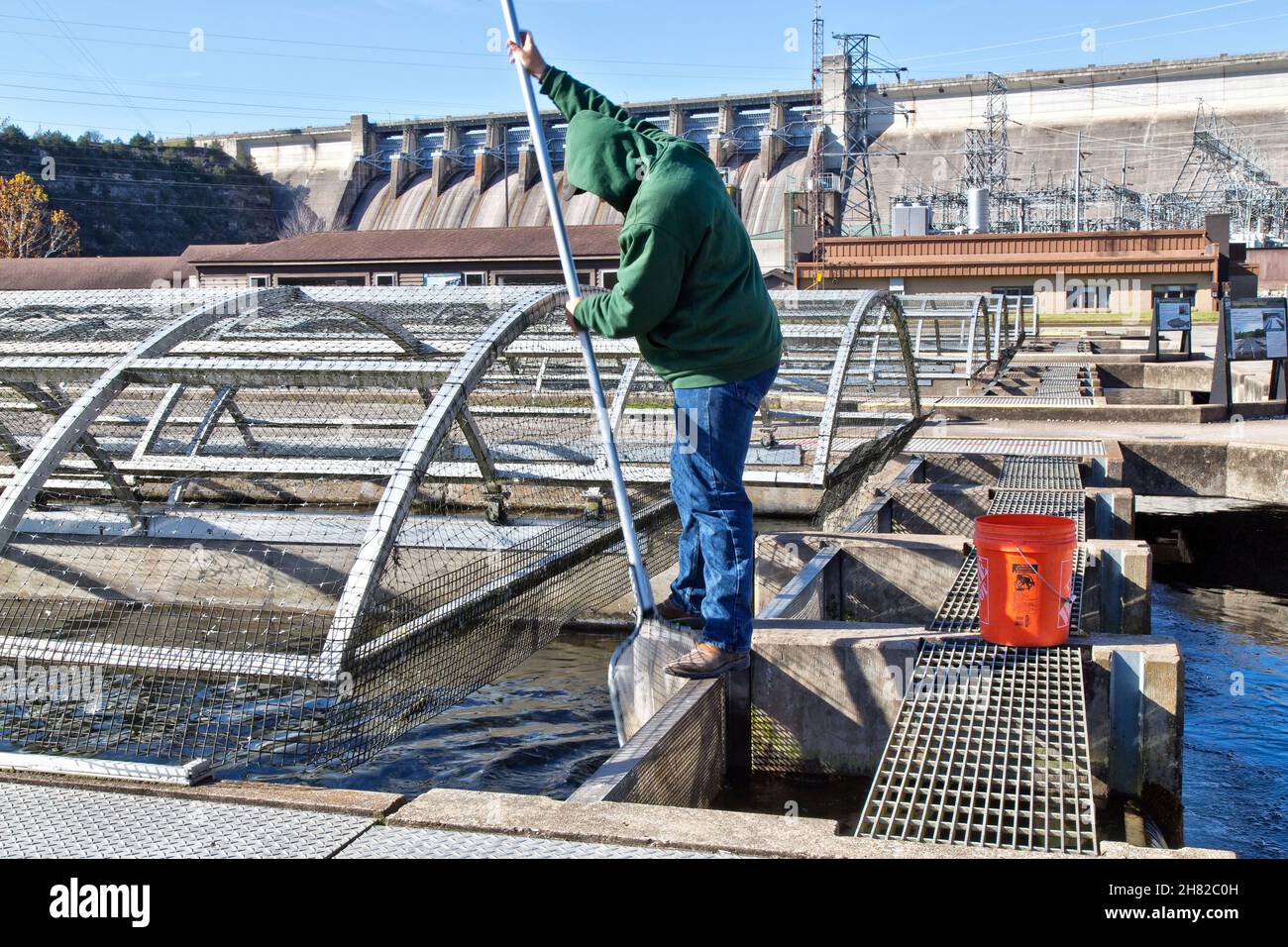 Técnico limpiando, quitando peces muertos de la pista, Pastor de las Colinas Criadero de Pescado, Centro de Conservación. Foto de stock