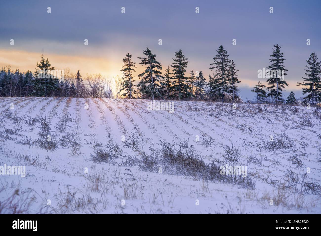 La puesta de sol sobre un campo cubierto de nieve. Foto de stock
