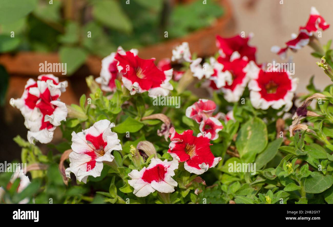 Flores brillantes de Petunia, una planta florida con flores coloridas. Howrah, Bengala Occidental, India. Foto de stock