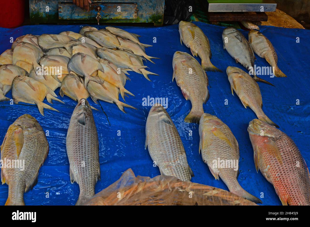 Se han puesto a la venta algunos peces de mar, incluido el pomfret Foto de stock