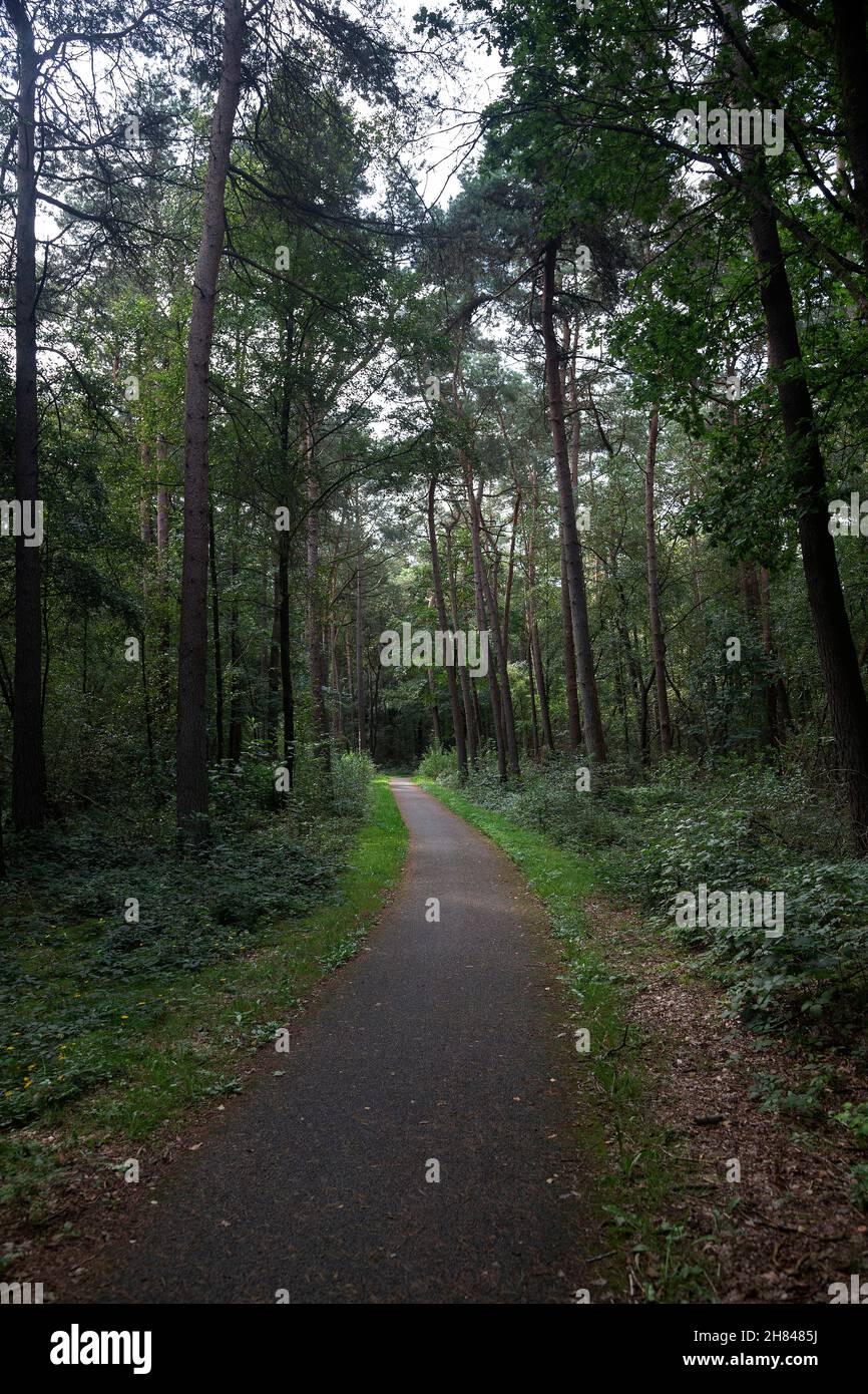 Sendero para bicicletas a través del bosque; reserva natural Groote Zand, Hooghalen, Drenthe, Países Bajos Foto de stock