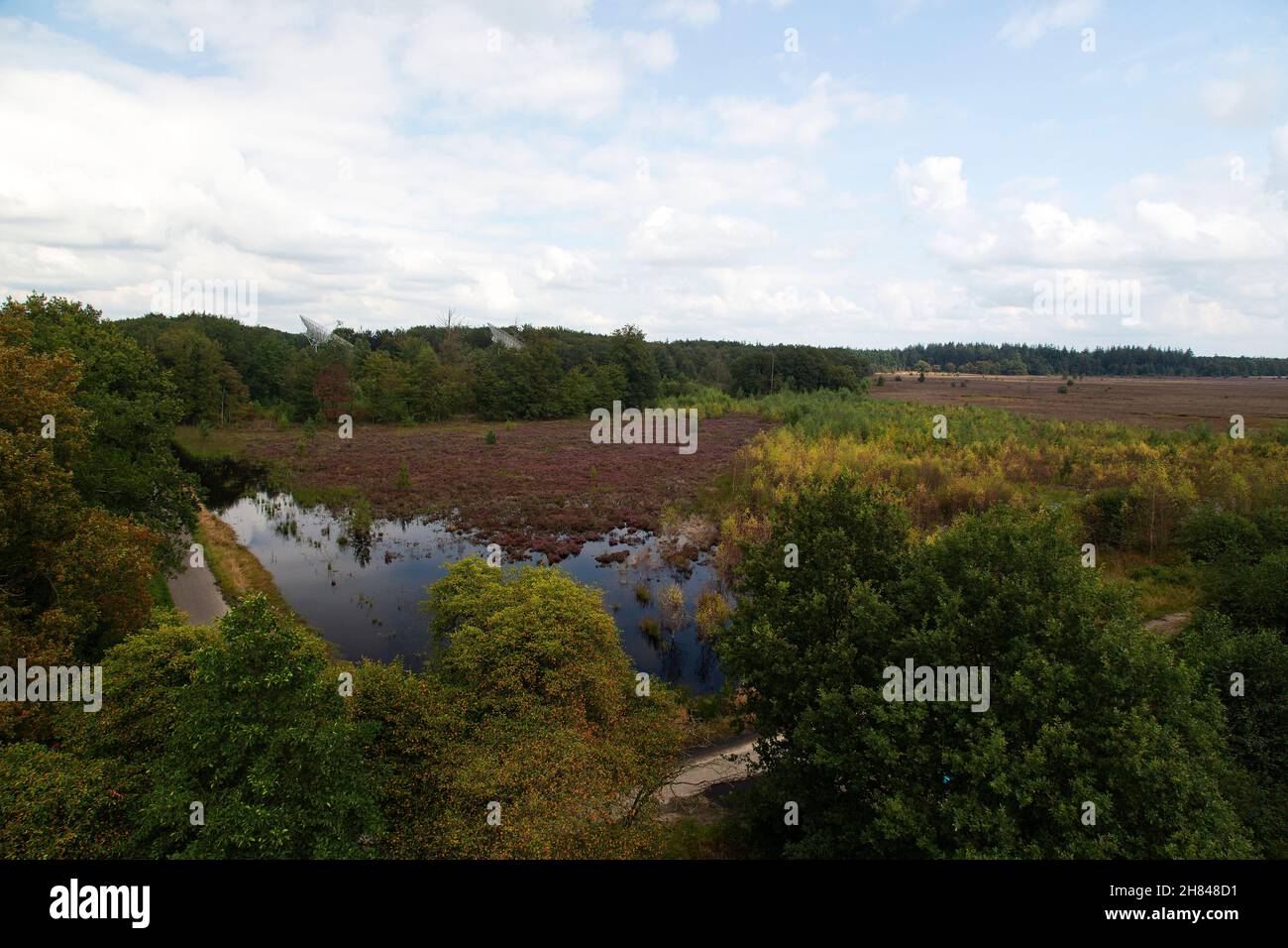 Mero en la salud del bosque de Grolloo; Drenthe, Países Bajos Foto de stock