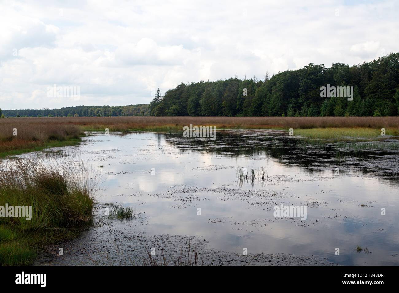 Mero en la salud del bosque de Grolloo; Drenthe, Países Bajos Foto de stock