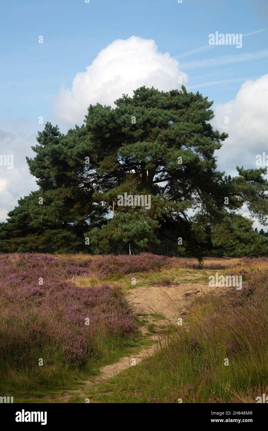 Reserva natural de los brezales Groote Zand, Hooghalen, Drenthe, Países Bajos Foto de stock