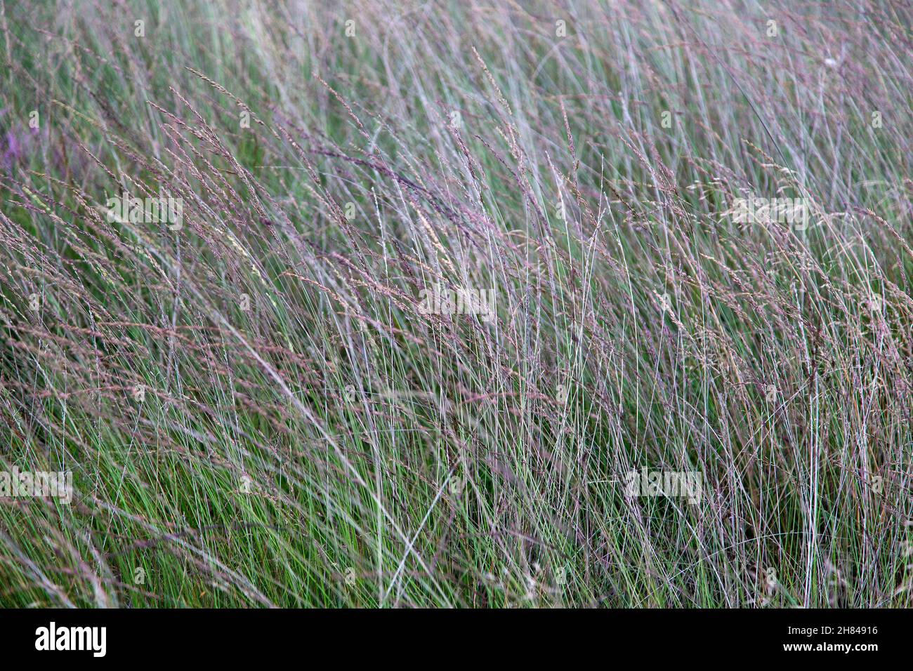 Vegetación densa de pasto moroso (Molinia caerulea) Foto de stock