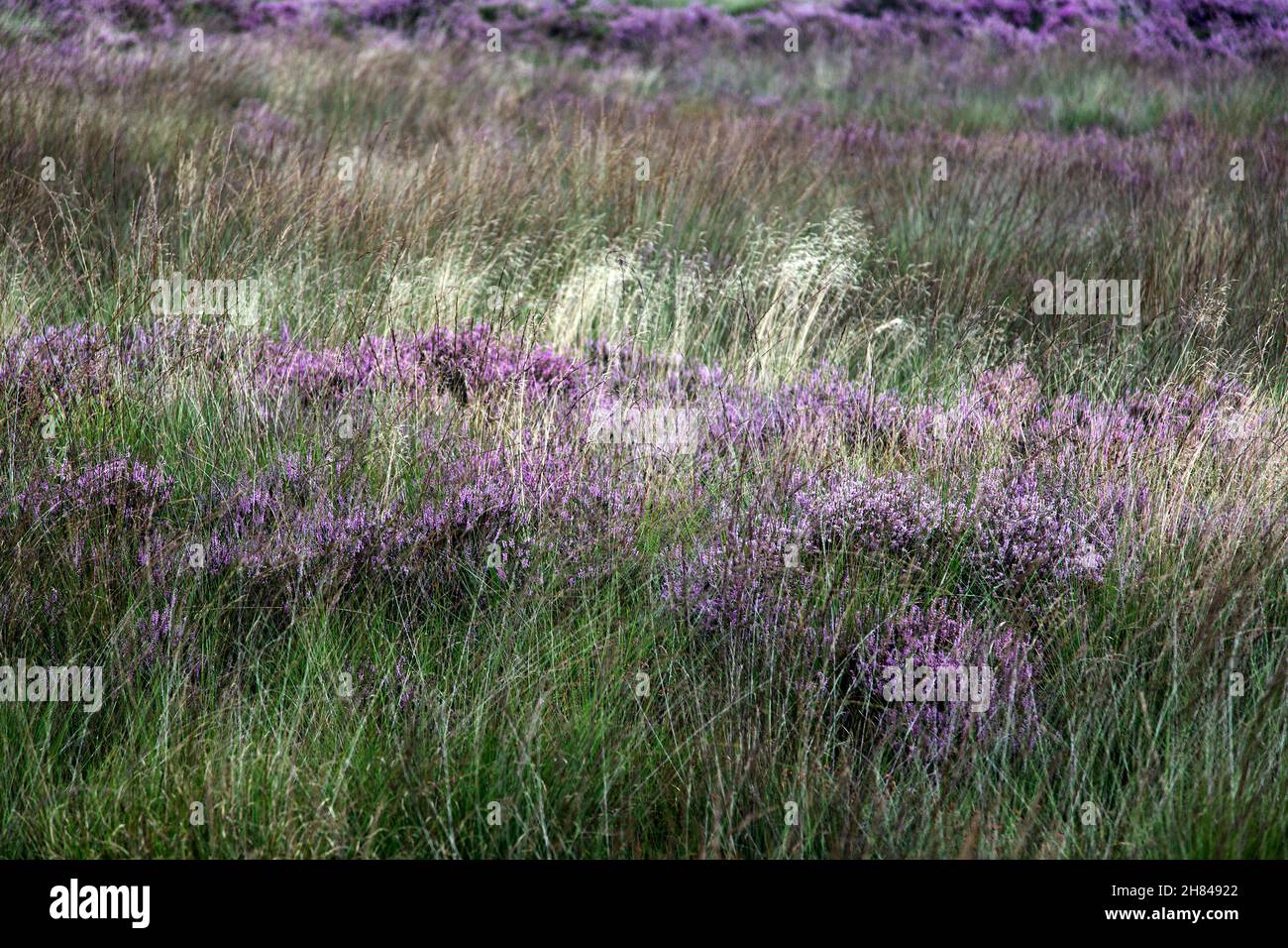 Brezales parcialmente crecidos por el moorgrass púrpura (Molinia caerulea) Foto de stock