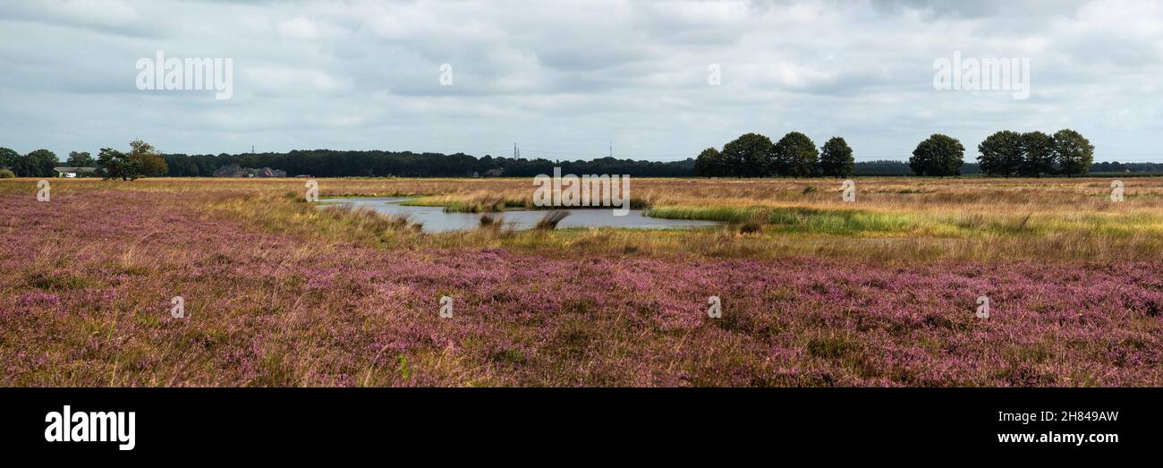 Panorama de la Mere en la reserva natural de los brezales Hijkerveld, Drenthe, Países Bajos Foto de stock
