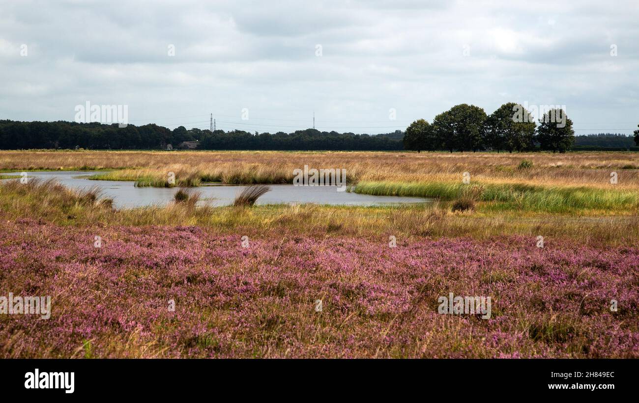 Mero en la reserva natural de los brezales Hijkerveld, Drenthe, Países Bajos Foto de stock