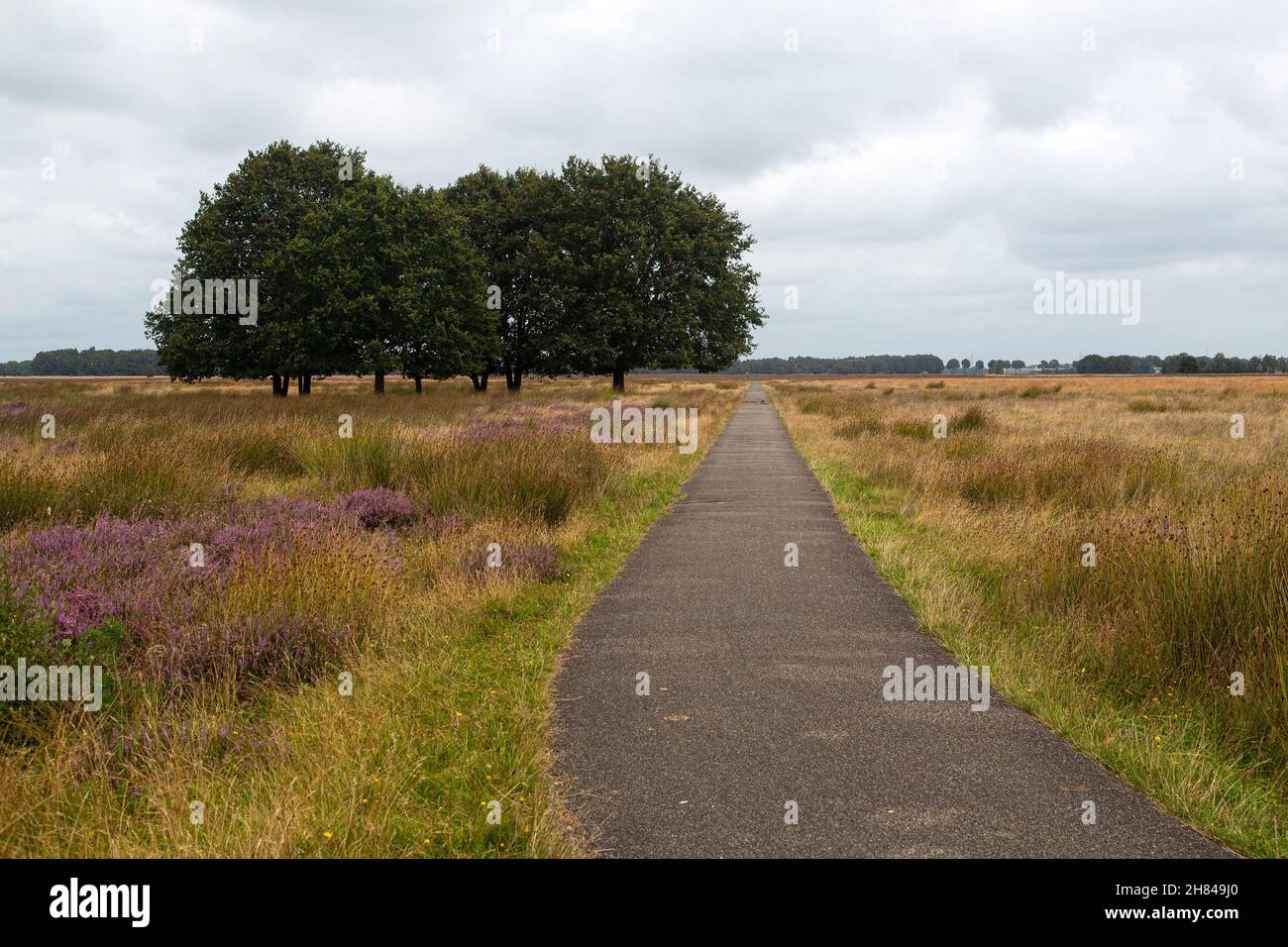 Pista de ciclismo en la reserva natural de los brezales Hijkerveld, Drenthe, Países Bajos Foto de stock