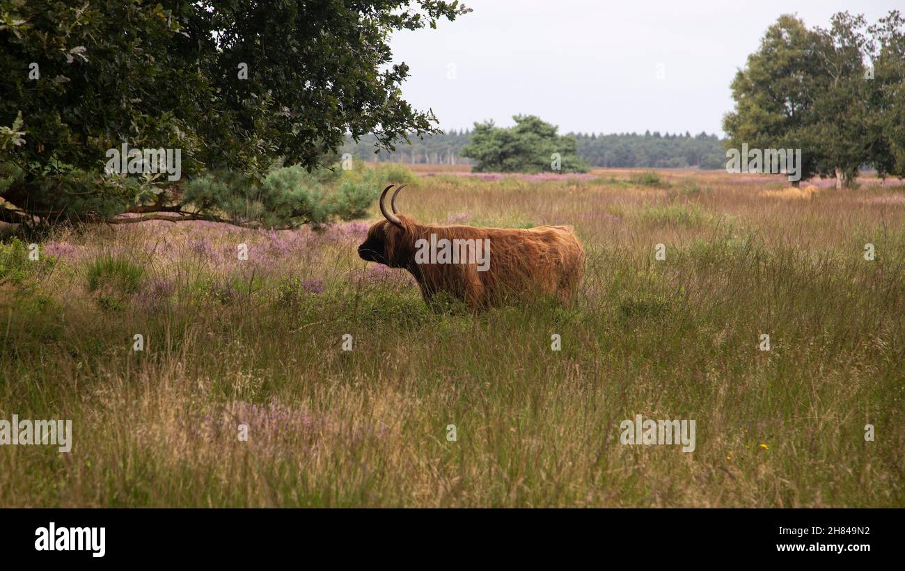 Vaca escocesa en la reserva natural de los brezales Hijkerveld, Drenthe, Países Bajos Foto de stock