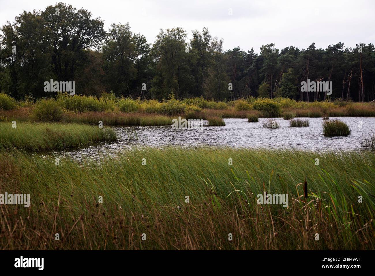 Reserva natural de los brezales Hijkerveld, Drenthe, Países Bajos Foto de stock