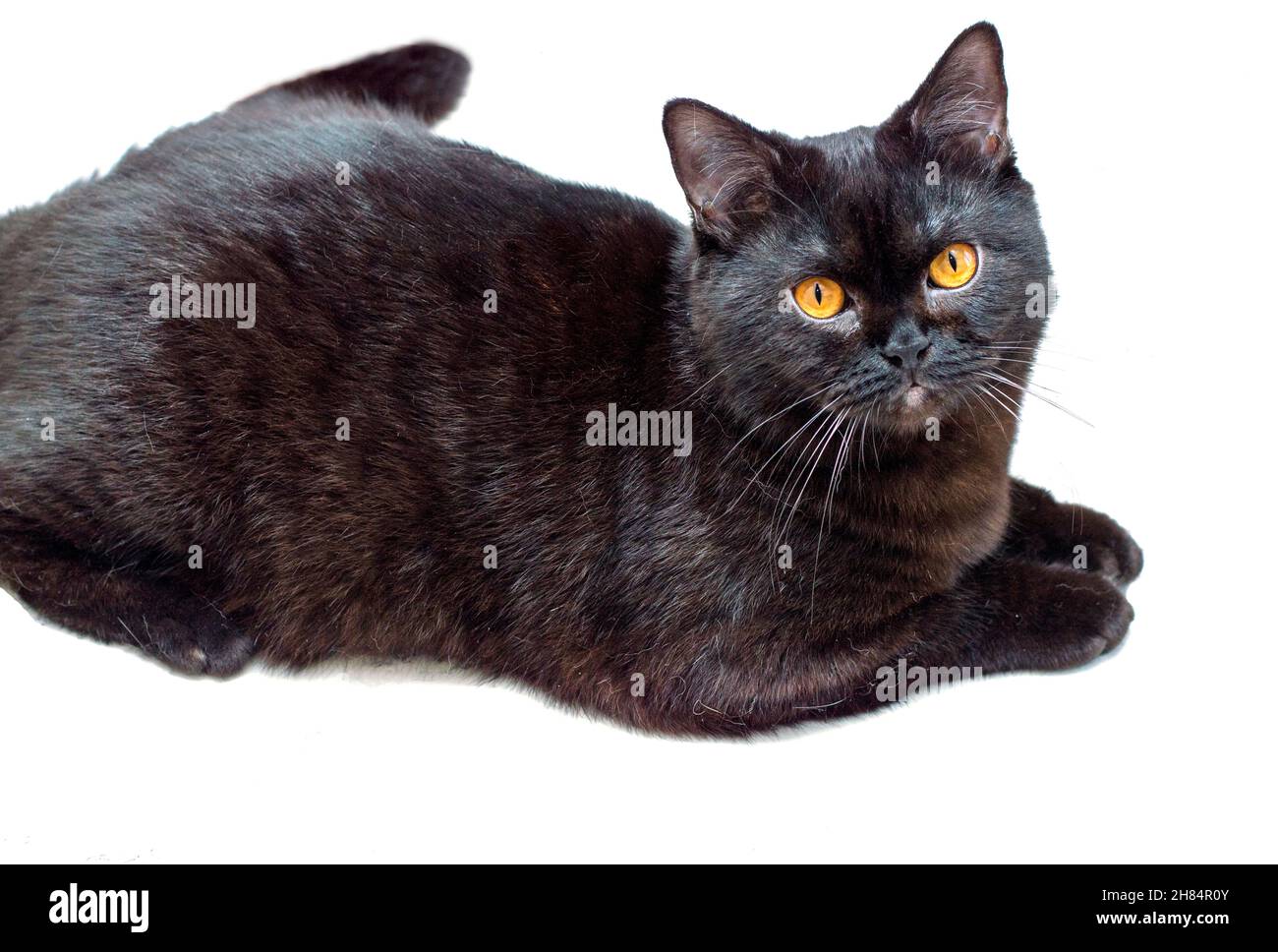 Gato oscuro escocés aísla el fondo, gatos y gatos en la casa, mascotas, sus fotos y su vida Foto de stock