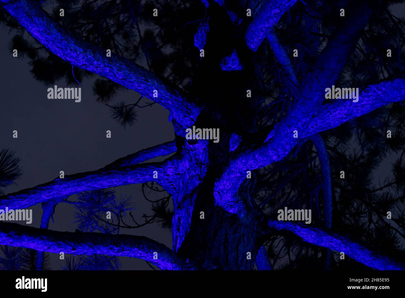 el tronco grande del árbol y las ramas por la noche iluminadas por una luz de color azul crea una imagen misteriosa, espeluznante y espeluznante Foto de stock