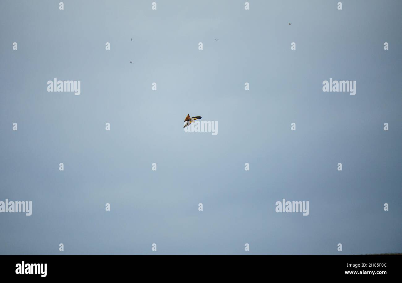 Cometa rojo (Milvus milvus) que se eleva con un rebaño de fondo de