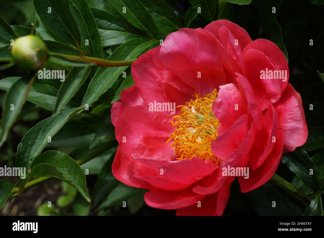 Peony Coral Charm. Flor de peonías rosa semi-doble. Foto horizontal. Foto de stock