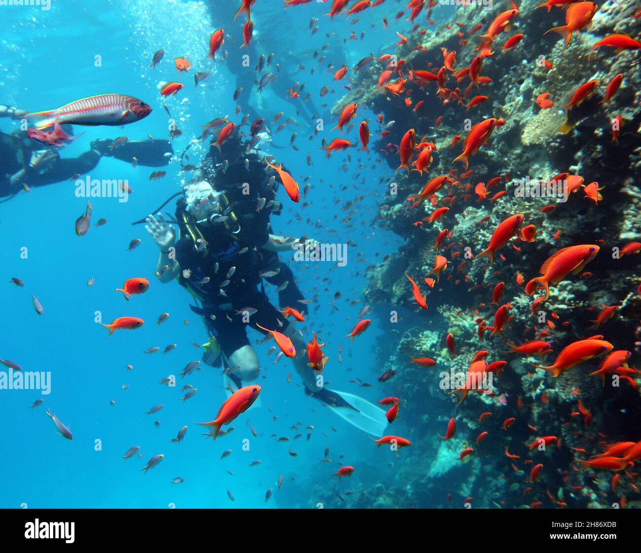 Buceo en el Mar Rojo en Egipto, hermoso arrecife de coral con cientos de peces de coral. Buceadores bajo el agua, fondo deportivo extremo Foto de stock