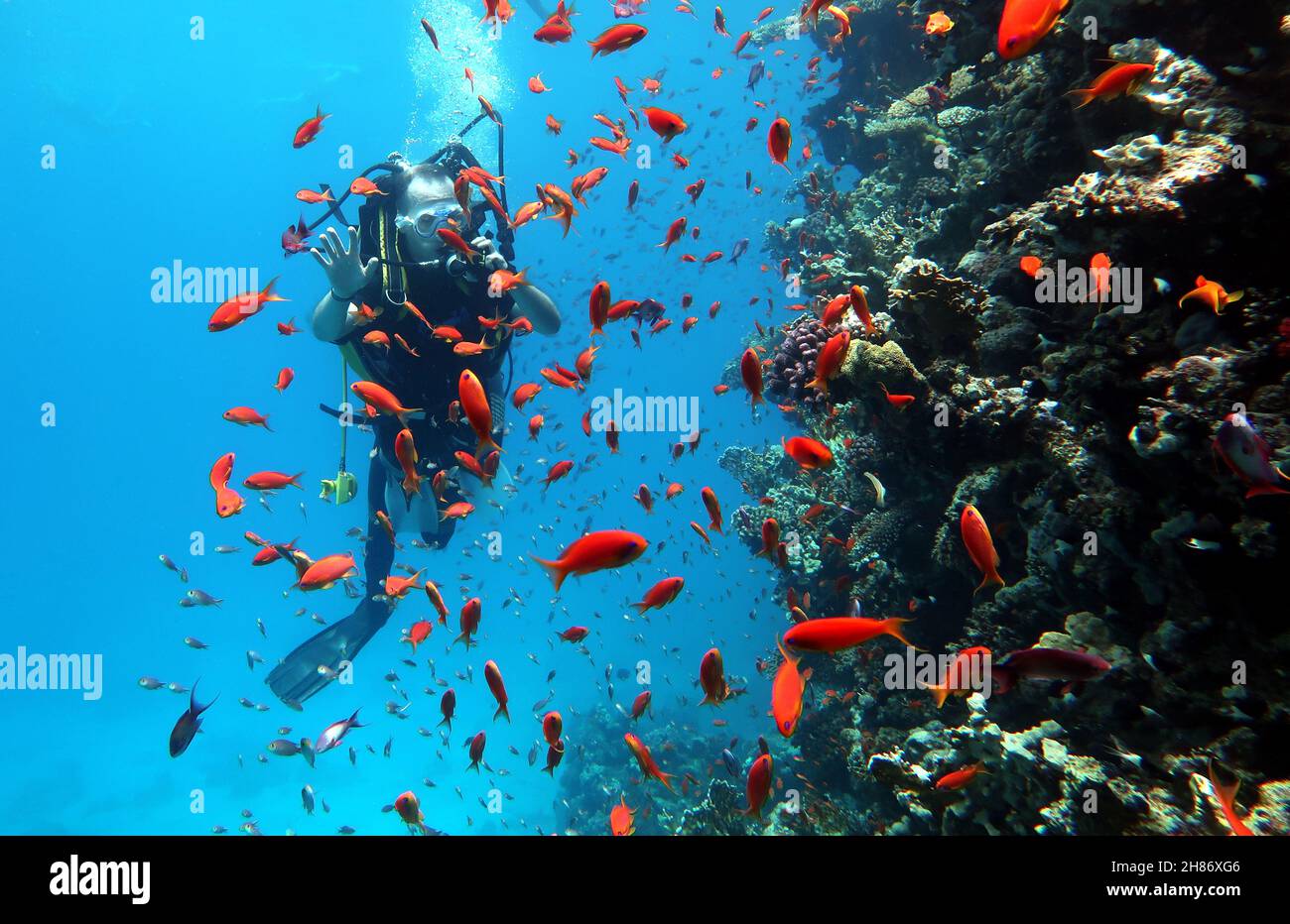 Buceo en el Mar Rojo en Egipto, hermoso arrecife de coral con cientos de peces de coral. Buceadores bajo el agua, fondo deportivo extremo Foto de stock