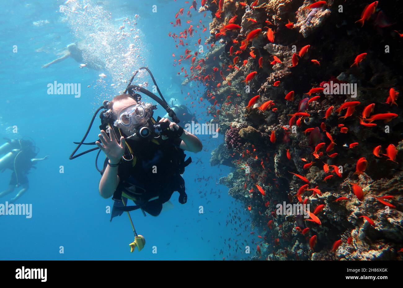 Buceo en el Mar Rojo en Egipto, hermoso arrecife de coral con cientos de peces de coral. Buceadores bajo el agua, fondo deportivo extremo Foto de stock