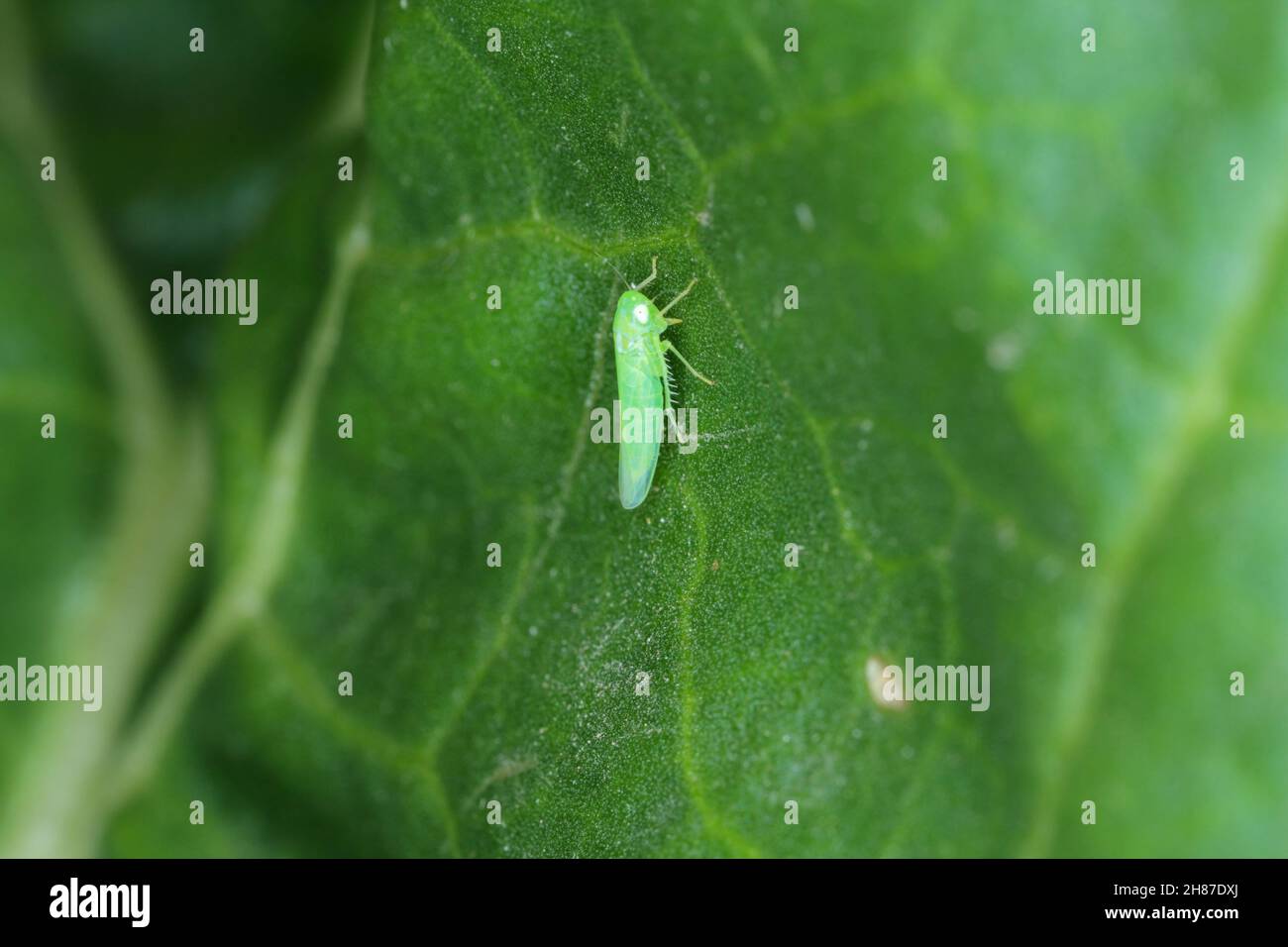 El leafhopper de patata (Empoasca) pertenece a la familia Cicadelidae. Es una plaga de muchos tipos de cultivos. Foto de stock