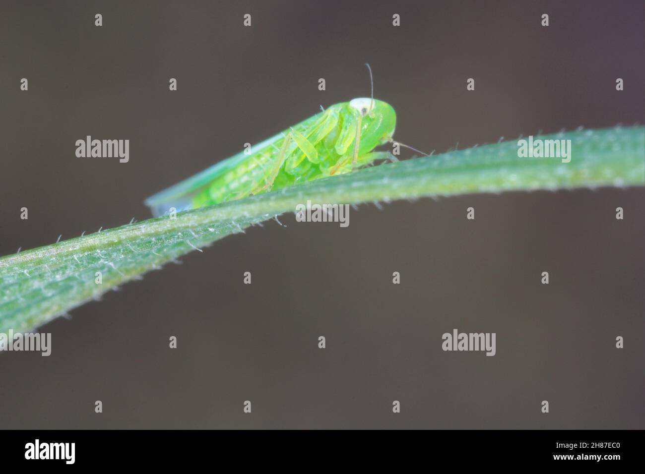 El leafhopper de patata (Empoasca) pertenece a la familia Cicadelidae. Es una plaga de muchos tipos de cultivos. Foto de stock