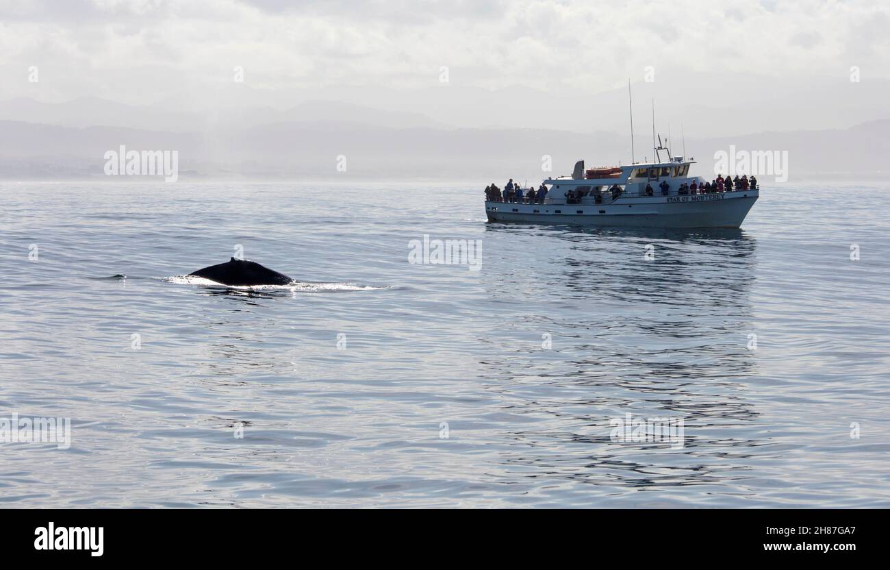 Monterey, California, Estados Unidos. Ballena jorobada, Megaptera novaeangliae, y barco de excursión de avistaje de ballenas en la Bahía de Monterey. Foto de stock