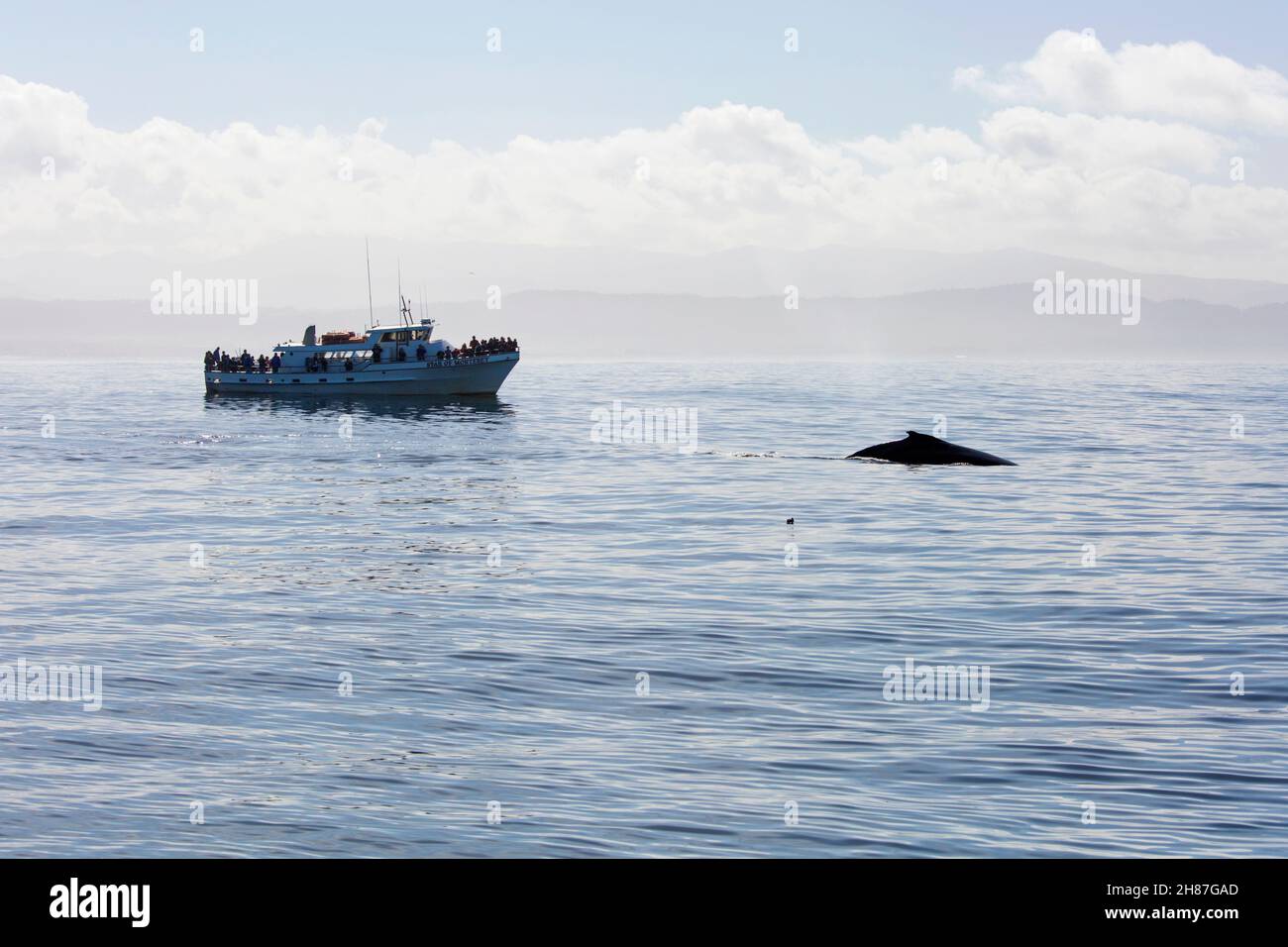 Monterey, California, Estados Unidos. Ballena jorobada, Megaptera novaeangliae, y barco de excursión de avistaje de ballenas en la Bahía de Monterey. Foto de stock