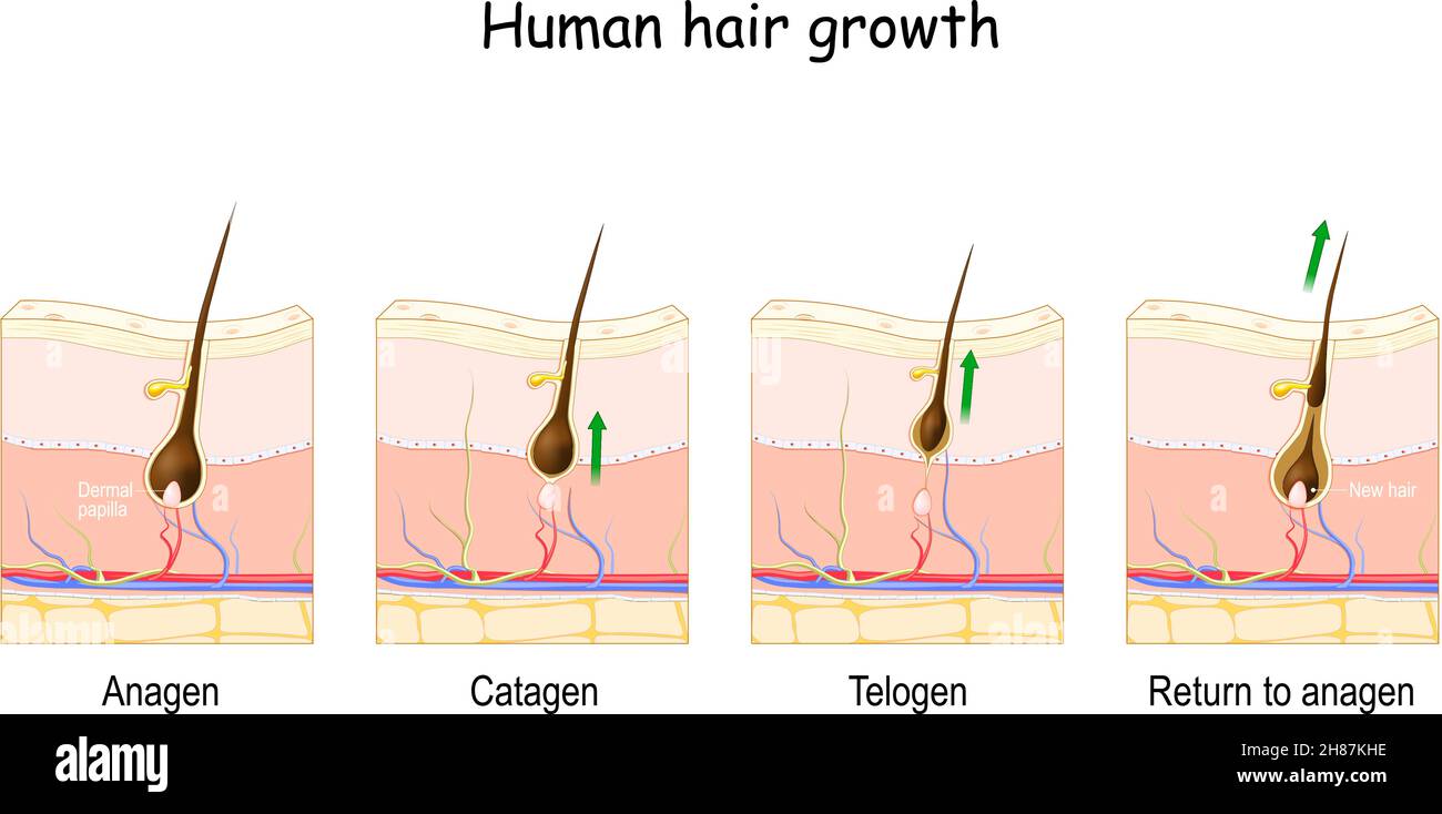 Ciclo de crecimiento del cabello. Piel humana. Anatomía folicular. Póster anatómico. Fase de crecimiento del cabello paso a paso. Estadios desde el anagen, y el telógeno, hasta el catagen. Cruz Ilustración del Vector
