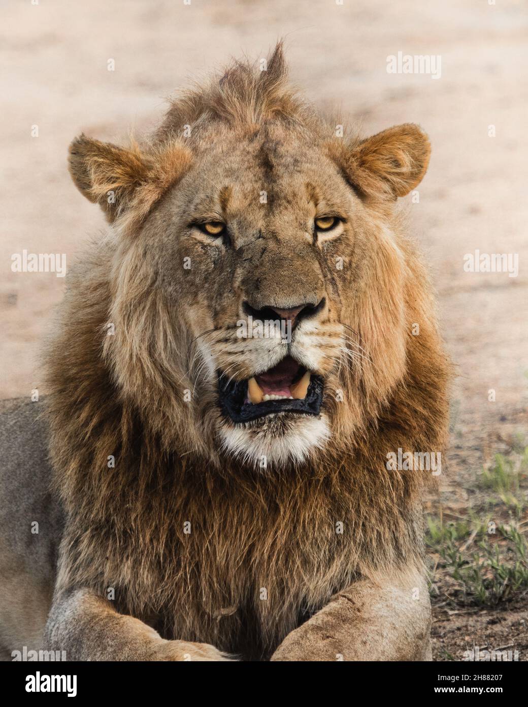 Retrato de primer plano de un impresionante león masculino, el gran Kruger. Foto de stock