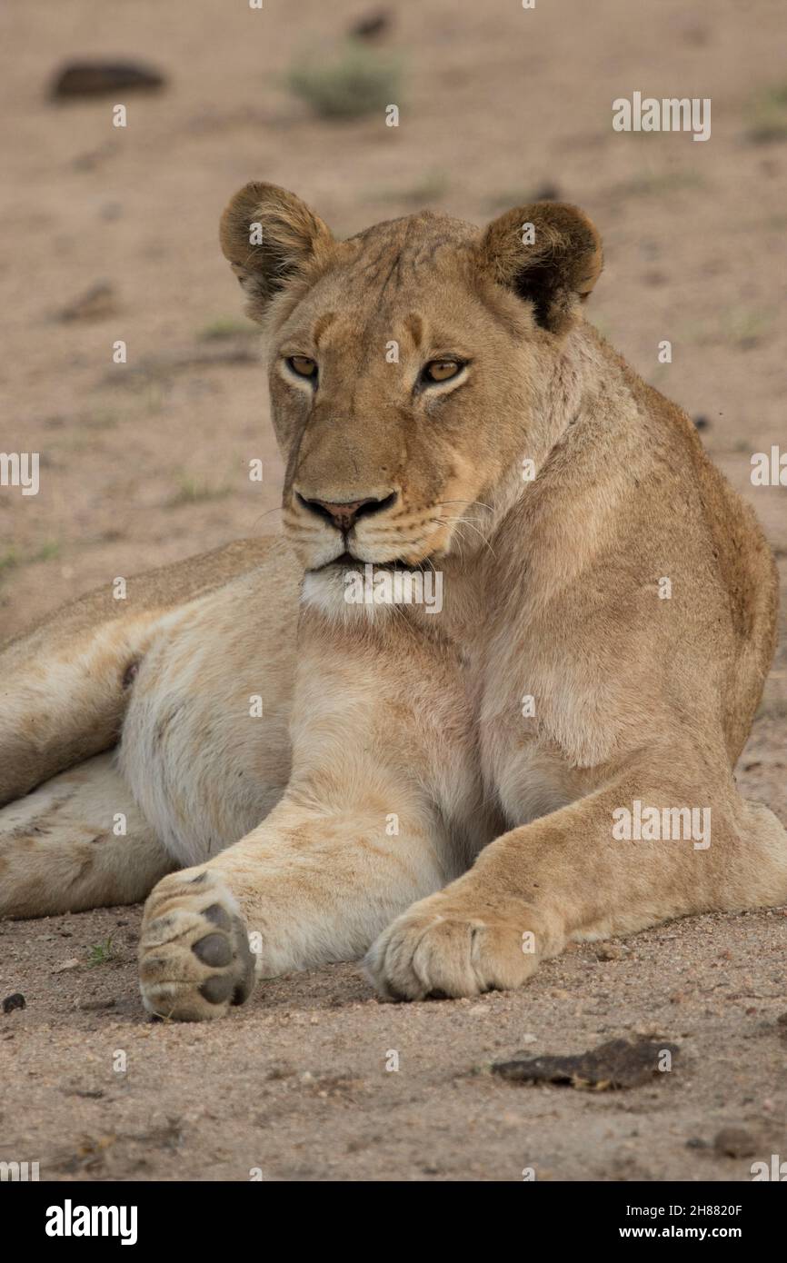 Primer plano retrato de una leona que se coloca en la arena, el mayor Kruger. Foto de stock