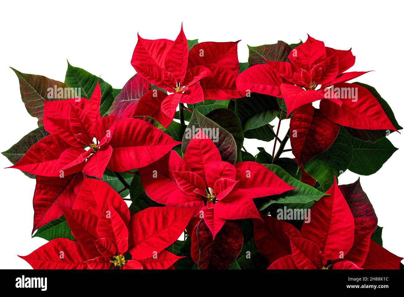 Flor de víspera de navidad fotografías e imágenes de alta resolución - Alamy