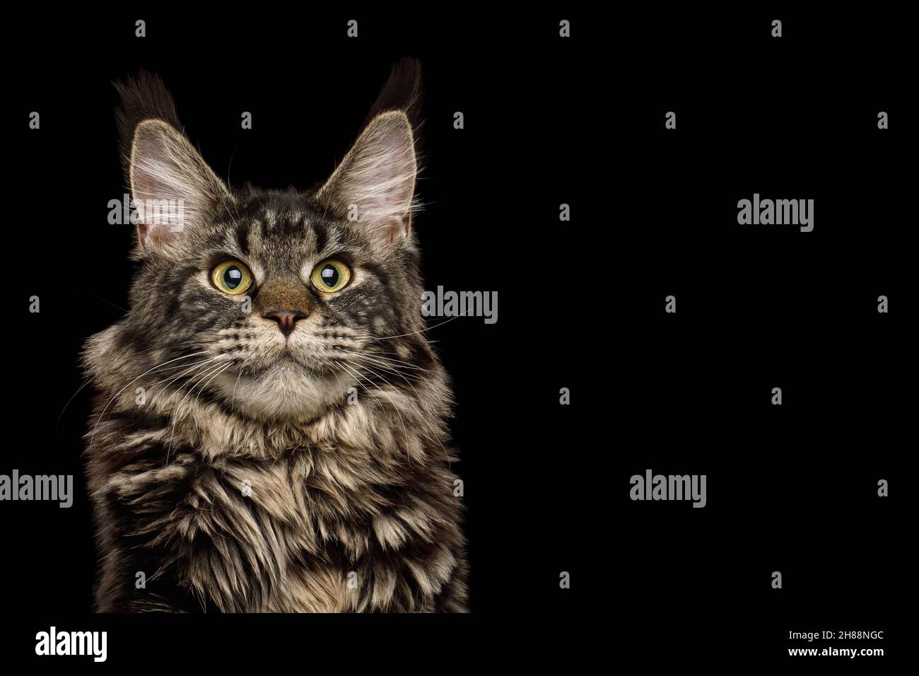 Retrato de un enorme gato montés de maine con cepillo en las orejas, observando el fondo negro aislado Foto de stock