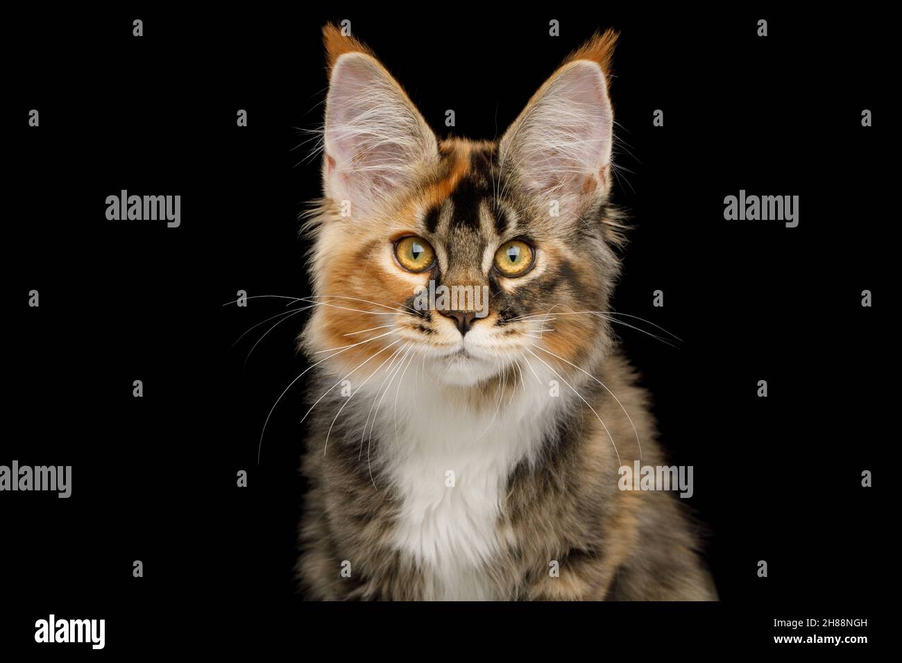 Retrato de gato rojo maine coon mirando con pincel en las orejas, sobre fondo negro aislado Foto de stock