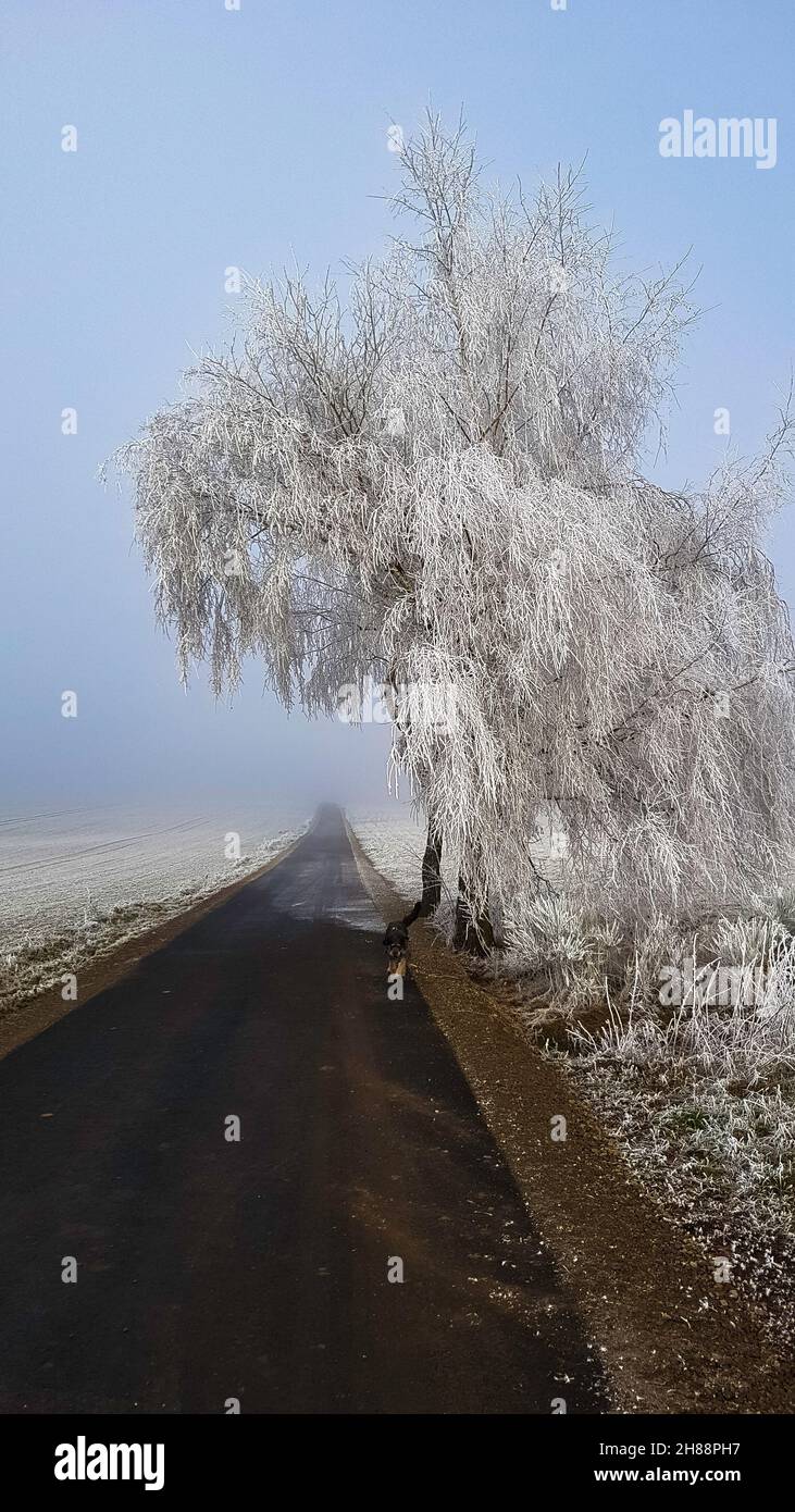 Die Kalte Jahreszeit beginnt mit Frost und Eis Bäume und felder werden weiß. Foto de stock