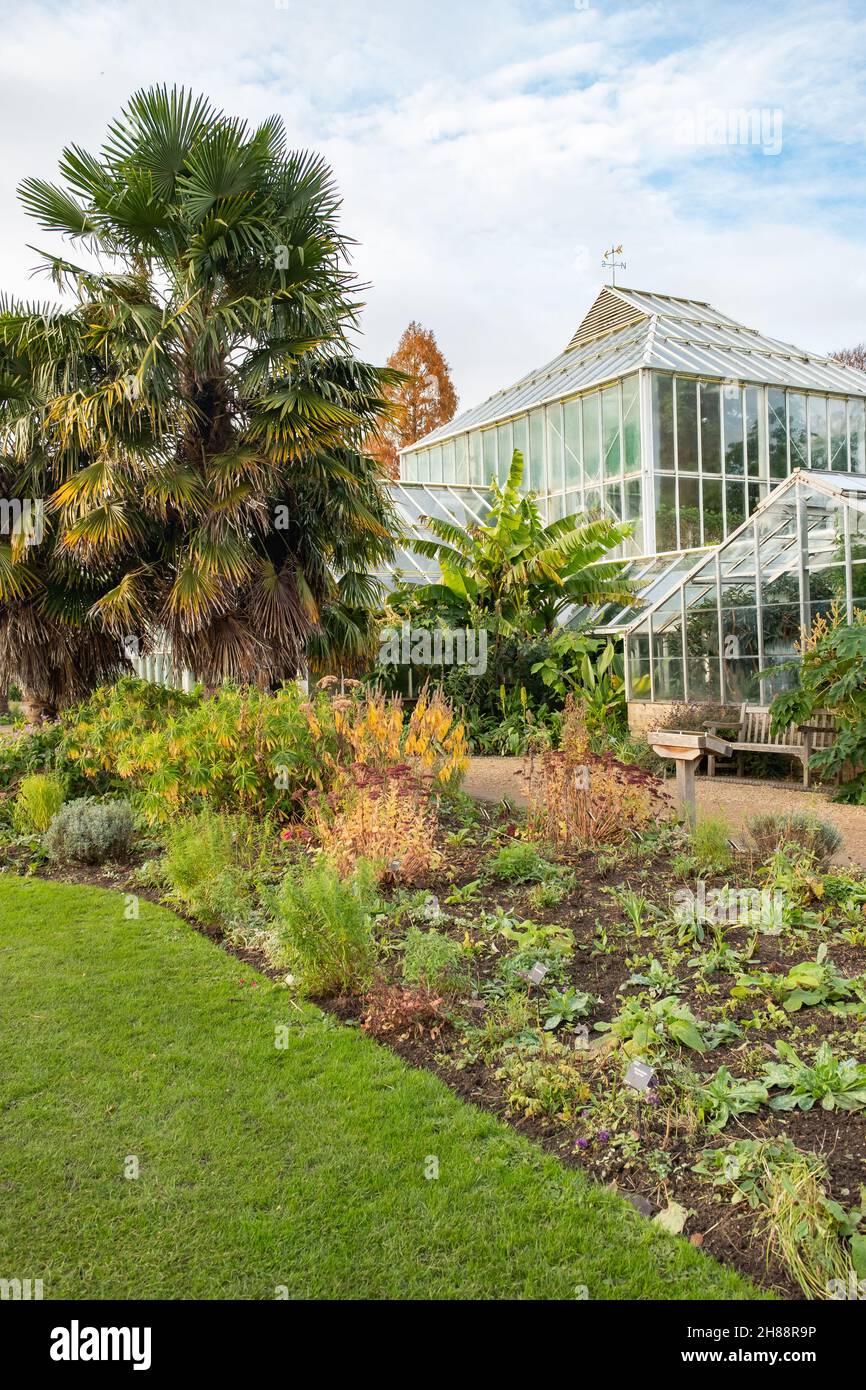 Invernaderos, casas en crecimiento y casas de vidrio situadas en los Jardines Botánicos de Cambridge Foto de stock