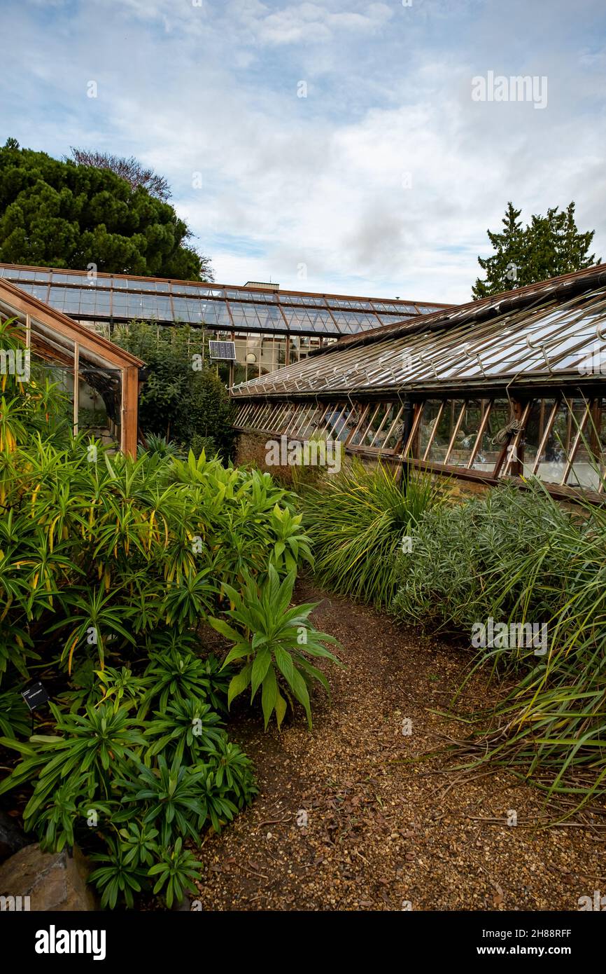 Invernaderos, casas en crecimiento y casas de vidrio situadas en los Jardines Botánicos de Cambridge Foto de stock