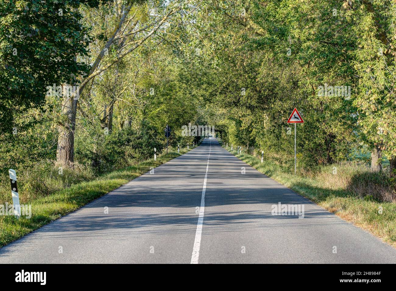 Tree Avenues ha bordeado las calles durante siglos y son parte de la cultura del paisaje en Alemania. Foto de stock