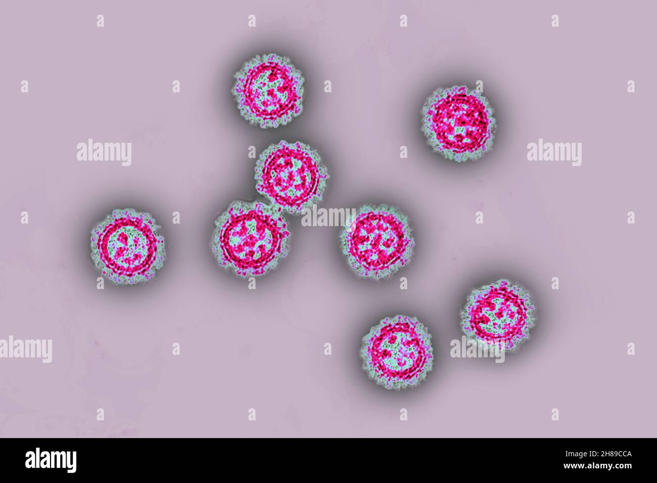 Los coronavirus Foto de stock