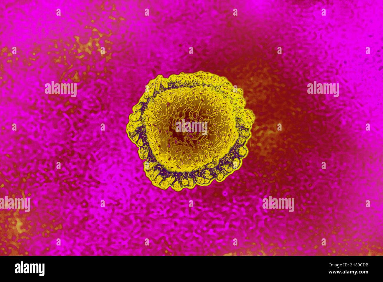 Los coronavirus Foto de stock