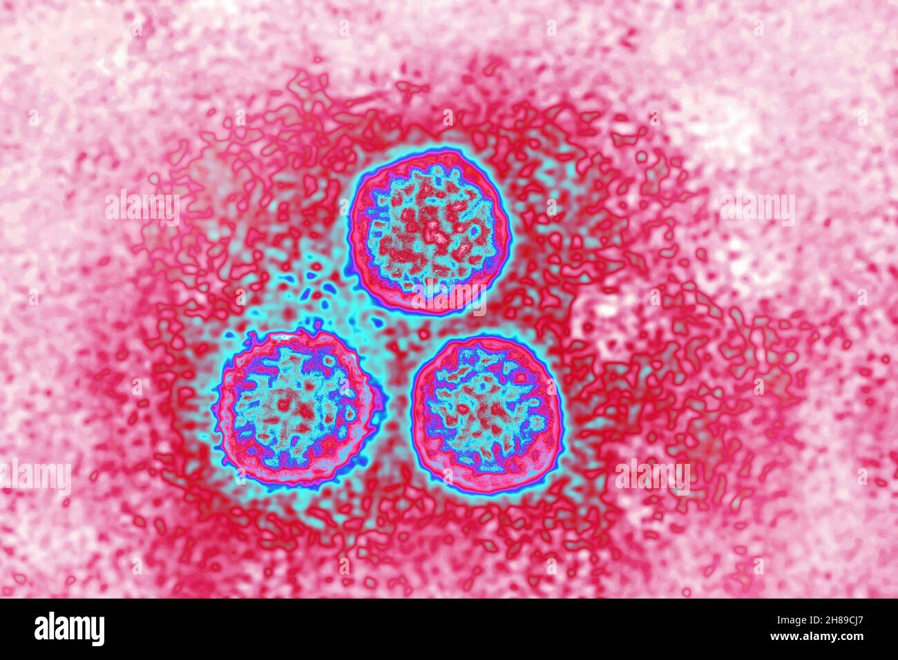 Virus del papiloma Foto de stock