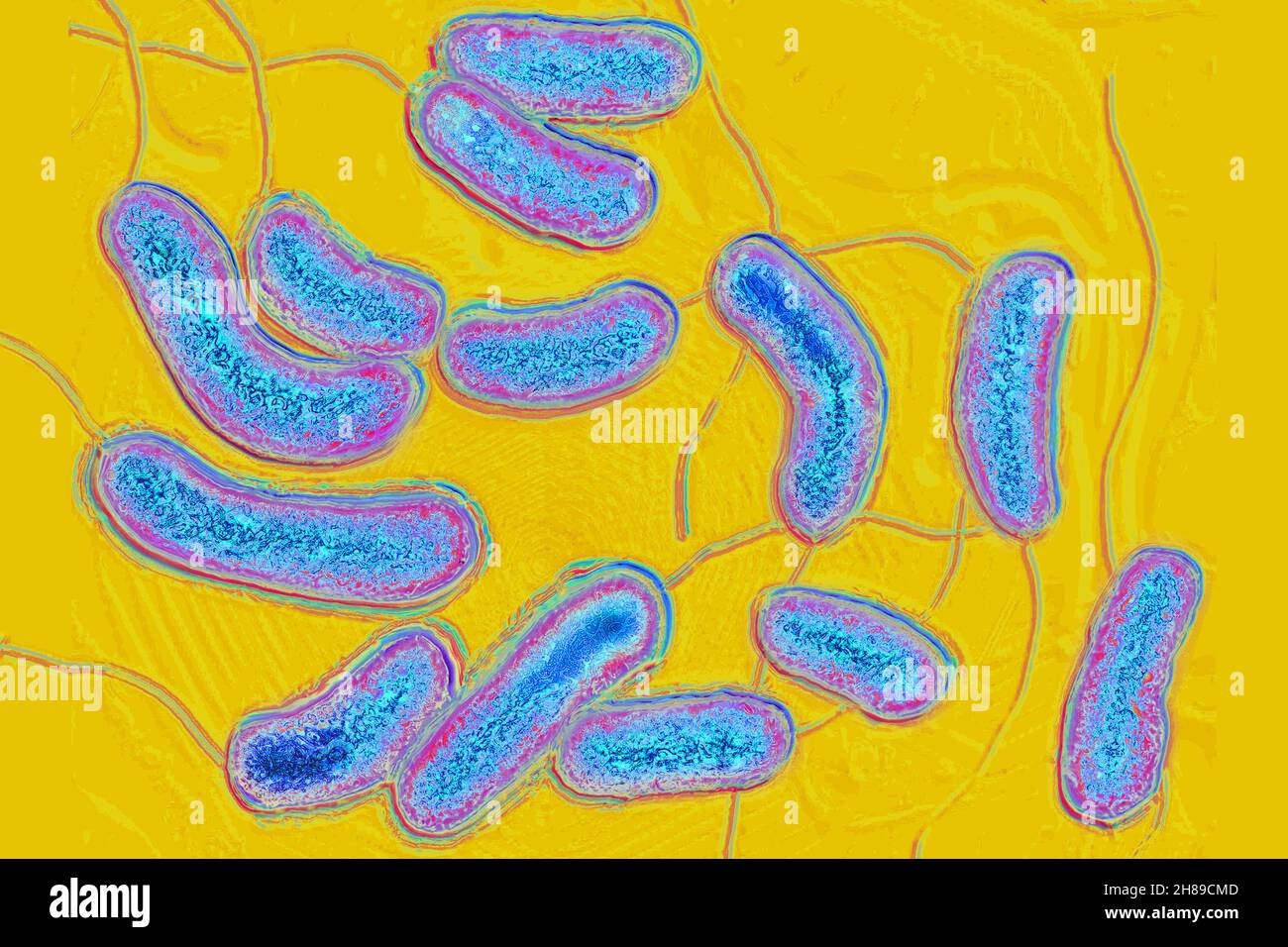 Bacilos vibrio cólera Foto de stock