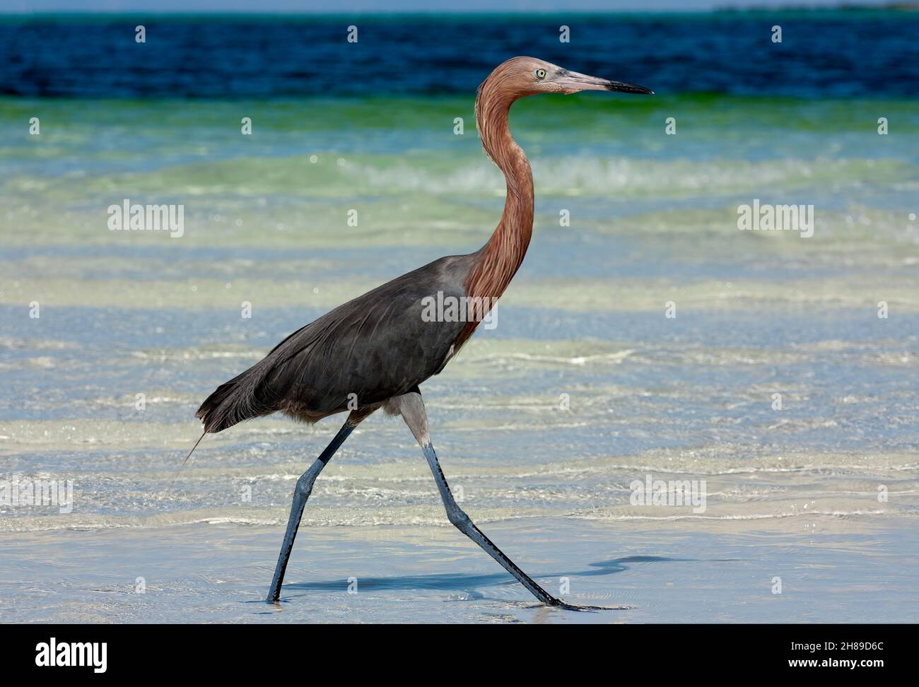 Un Garza rojiza en la costa en busca de peces. Foto de stock