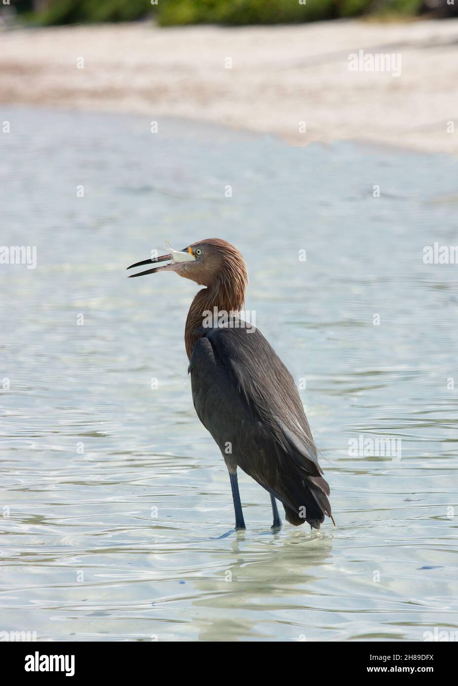 Un Garza rojiza en la costa en busca de peces. Foto de stock