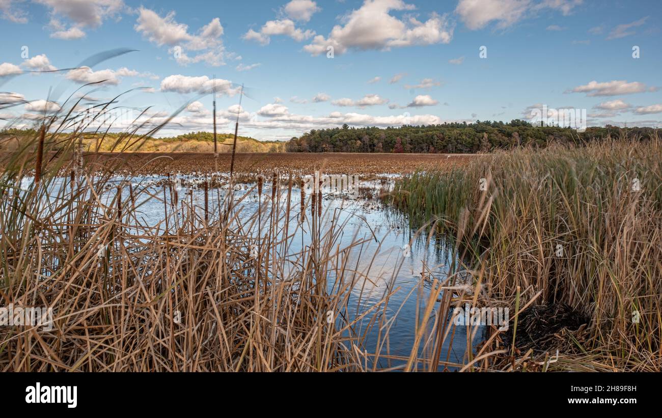 Refugio Nacional de Vida Silvestre Great Meadows en Concord, Massachusetts Foto de stock