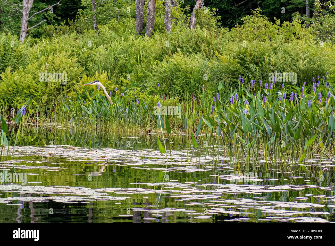 Una gran garza azul escondida entre la hierba y las malezas pickerell en el río Tully en Royalston, MA Foto de stock