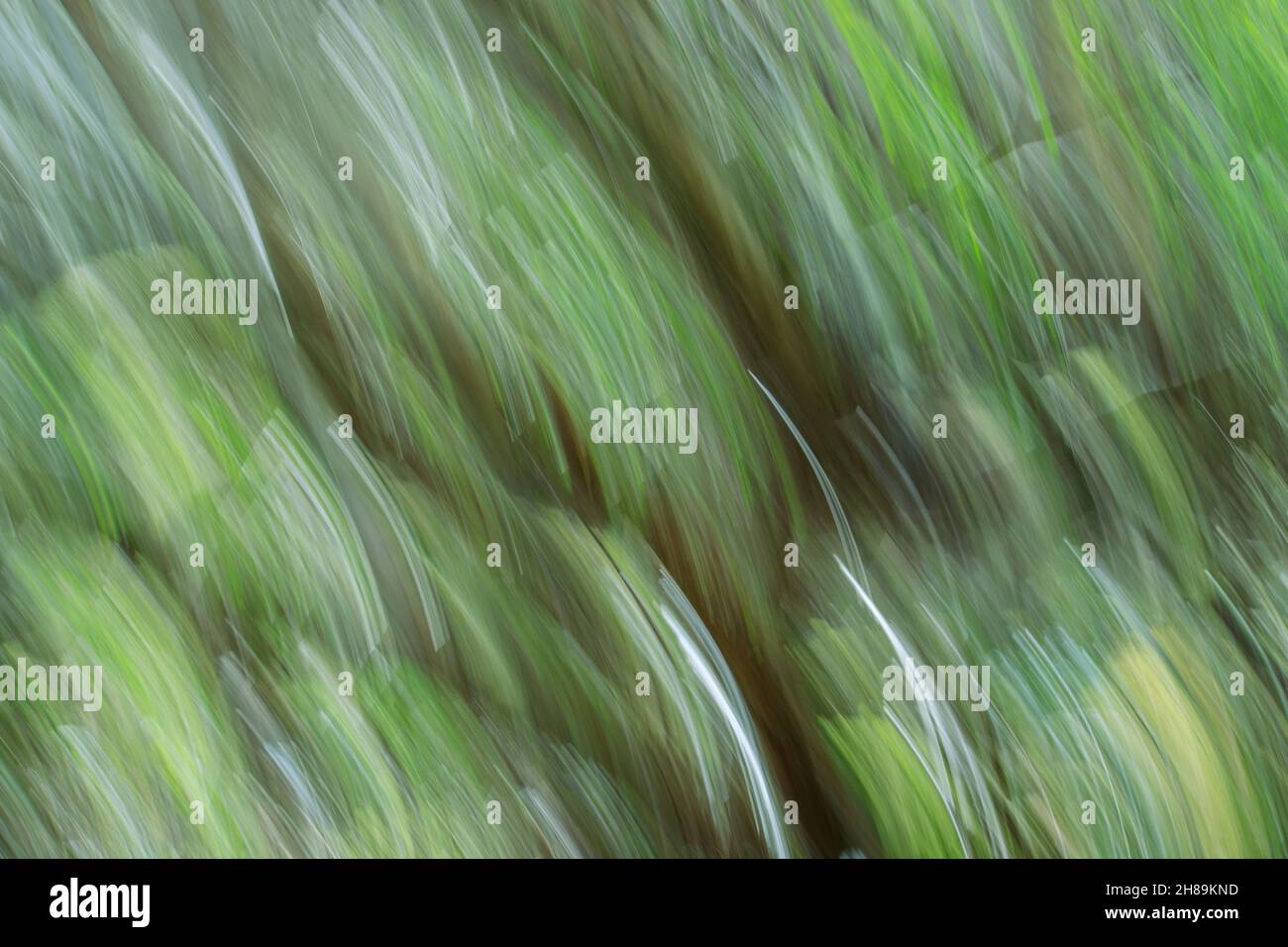 Movimiento suave y abstracto desenfocado en tonos verdes y marrones de troncos de árboles que alcanzan el máximo, gracias al movimiento intencionado de la cámara. Foto de stock