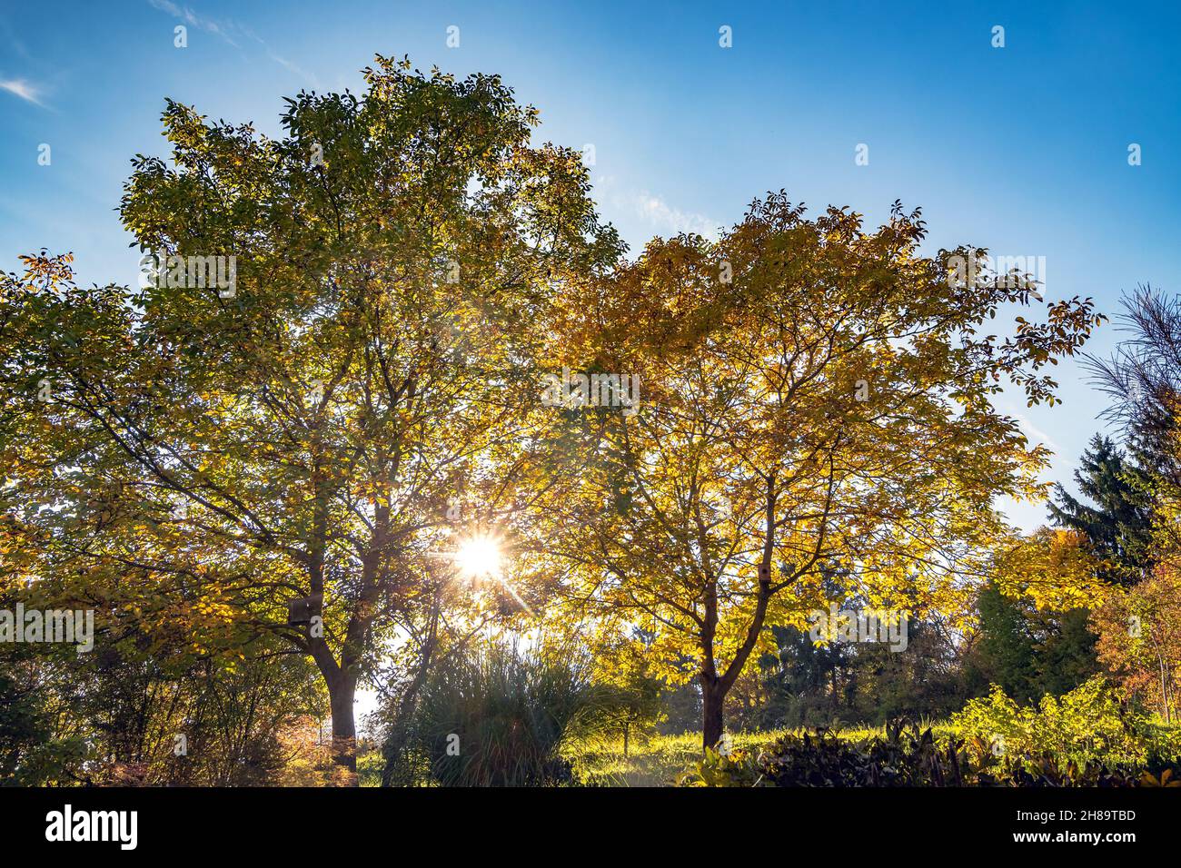 La luz del sol brilla a través de las ramas de los árboles con cielo azul arriba Foto de stock
